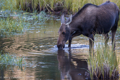 Cow Moose Drinking