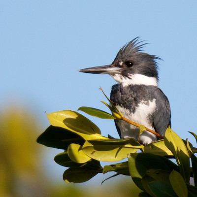 Kingfisher, Ding Darling
