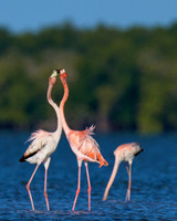 Flamingo Kiss, Everglades National Park