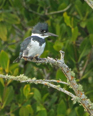 Male Belted Kingfisher, Lemon Bay, FL