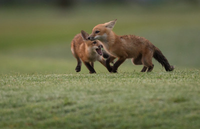 Kits Play Fighting