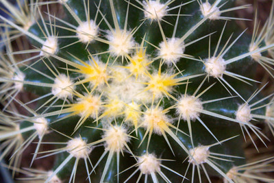 Cactus Flower, FL