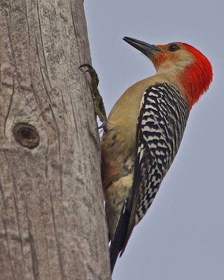 Red Bellied Woodpecker, Manasota Key, FL