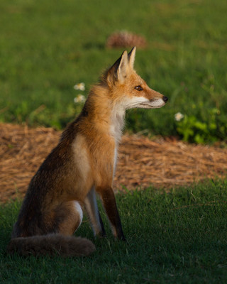 Fox Alert