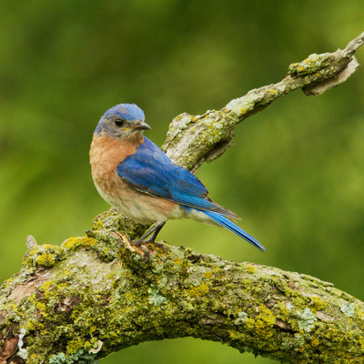 Eastern Bluebird, MN