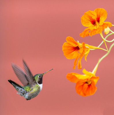 Broad tailed hummingbird