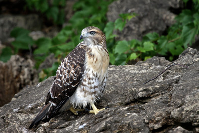 Juvenile Red Tail Hawk, St. Croix River, WI