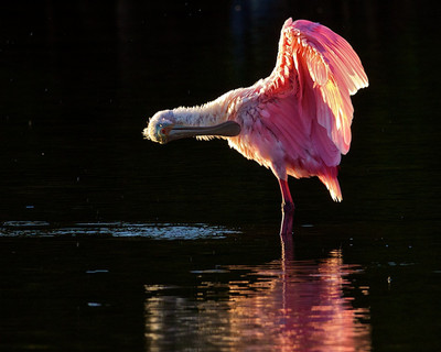 Preening,Ding Darling