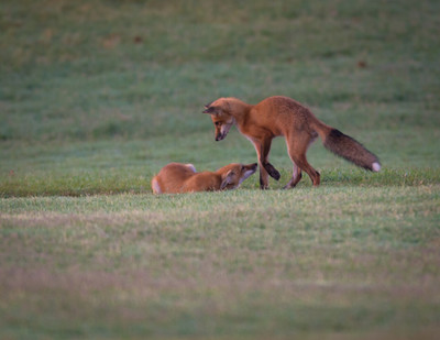Dominant Kit prepares to steal prey from sibling