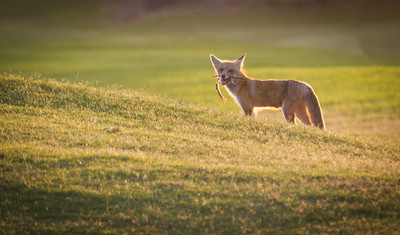 Fox with dead bird