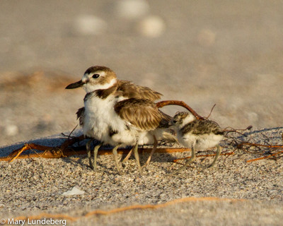 Wilson's Plover family, Stump Pass State Park-2094