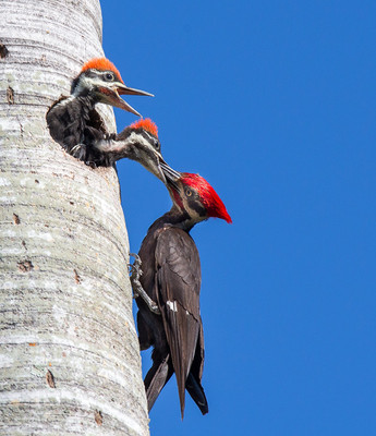 Male pileated woodpecker feeding chicks