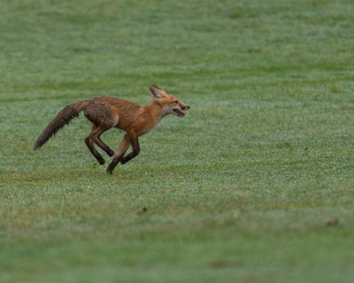 Swift Wet Kit