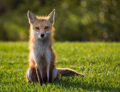 Red Fox