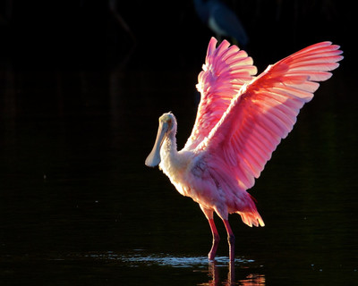 Spoonbill Shake, Ding Darling, FL