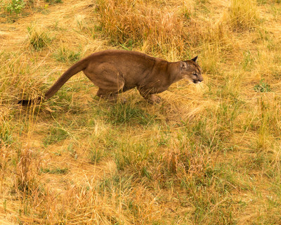 Running