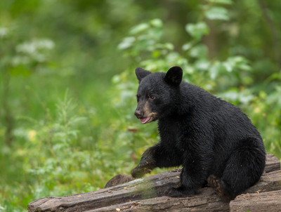 Cub on Log