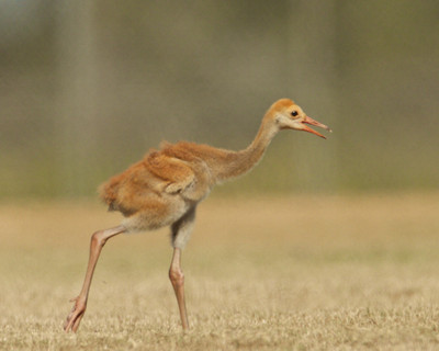 Sandhill Crane Chick running