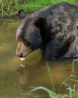 Thirsty Bear