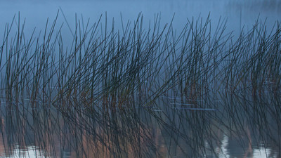 Reeds in Fog, Parent Lake, BWCA