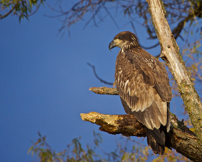 Eagle Fledgling,St. Croix River, WI