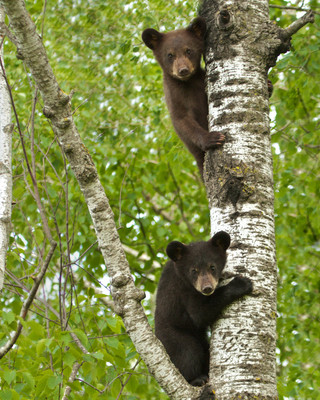 Two Cubs, MN