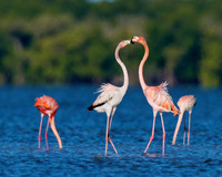 Flamingo Love, Everglades National Park