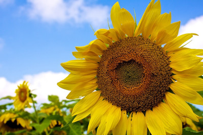 Sunflower, Somerset, WI