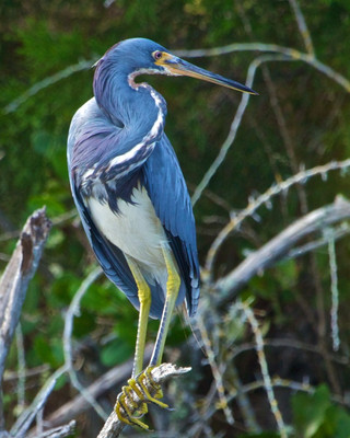 Tricolor Heron's Pose, Florida