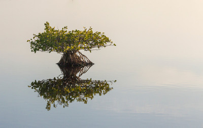 Mangrove Child, Merritt Island National Refuge,F/16