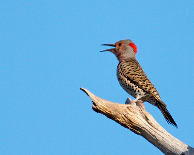 Northern Flicker Singing