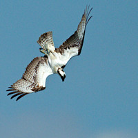 Osprey Dive