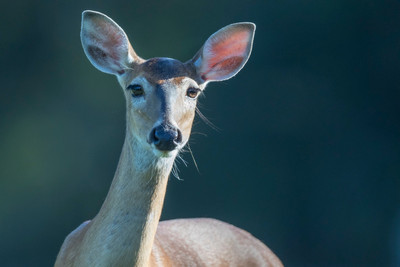 Curious_Doe_at_Myakka