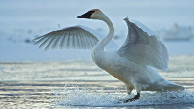Swan Landing