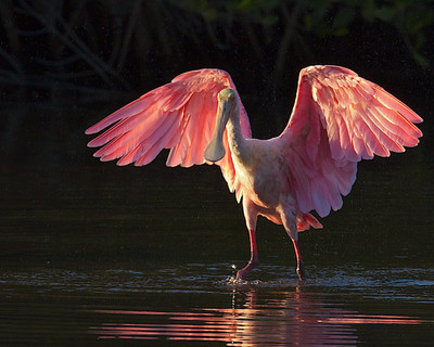 Roseate Spoonbill,Ding Darling