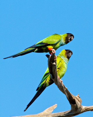 Parrots, Sarasota, FL