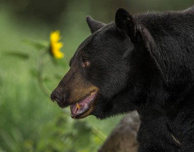 Sunflower Bear