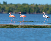Flamingo Family