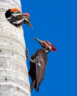 Pileated Woodpecker Family