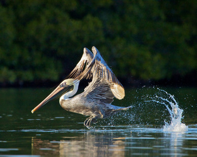 pelican Dance